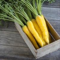 ราคา เมล็ดพันธุ์ แครอทสีเหลือง (Solar Yellow Carrot Seed) บรรจุ 50 เมล็ด คุณภาพดี ของแท้ 100% (52306720688)