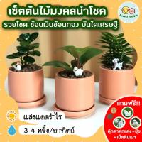 ราคา เซ็ตต้นไม้มงคลนำโชค รวยโชค ช้อนเงินช้อนทอง บันไดเศรษฐี กระถางเซรามิค 3 นิ้ว [แถมฟรี! เม็ดดินเผา + ปุ๋ย + ตุ๊กตาตกแต่ง] (11596329976)