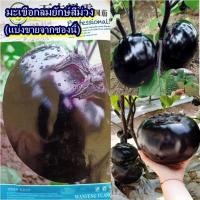 ราคา 100+ เมล็ด เมล็ดมะเขือกลมยักษ์สีม่วง (ผลใหญ่ ลูกกลม เนื้อเยอะ หวานกรอบ เนื้อสีขาวเปลือกสีม่วง รสชาติเหมือนมะเขือเปราะ) (20386039699)