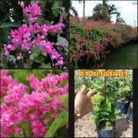 ราคา (1ต้น)(vาย ต้นพันธุ์) ดอก ต้น พวงชมพู ต้นพวงชมพู ไม้เลื้อย สี ชมพู happy (16503822834)