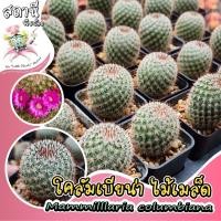 ราคา แมมโคลัมเบียน่า หนามแดง Mammilllaria columbiana ไม้เมล็ด กระบองเพชร ไม้อวบน้ำ succulent แคคตัส cactus (28206605298)