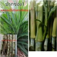 ราคา หญ้าเนเปียร์ปากช่อง1 จัดชุด 30ท่อน แถมเนเปียร์แคระ+กิ่งหม่อน#5ท่อน (6447996869)