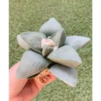 ราคา พร้อมส่งAriocarpus Retusus อริโอคาปัส เรทูซัส ไม้เมล็ด ขนาดใหญ่แม่พันธุ์ พร้อมออกดอก (23914980690)