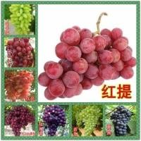 ราคา Grape Seed Grapes Seed Collection Optional Four Seasons Easy to Plant (25005374369)