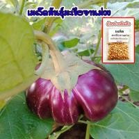 ราคา มะเขือจานม่วง มะเขือเปราะจานสีม่วง เมล็ดพันธุ์ 40-100 เมล็ด งอกดี โตไว (ซื้อ 10 แถม 1 คละได้) (18274077764)