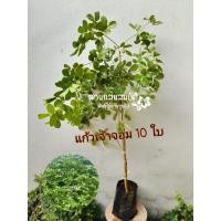 ราคา ต้นแก้วเจ้าจอม10 ใบ หรือ 4+6 ใบ ต้นกิ่งตอน (27924741926)