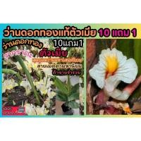 ราคา ว่านดอกทองแท้ตัวเมีย .รากราคะ เมตามหานิยม ว่านดอกทองเขมร มหาเสน่ห์ พระเครื่อง เครื่องราง ของขลัง สามยมู สุริยเทพ ตัผู้ (25334228754)