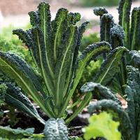 ราคา เมล็ดพันธุ์ ผักเคล ลาชินาโต (Lacinato Kale Seed) เคล บรรจุ 50 เมล็ด (49356729381)