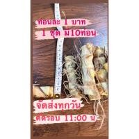 ราคา หญ้าหวานอิสราเอล ท่อนพันธุ์หญ้าหวาน หญ้าเนเปีย ชุดละ10ท่อนพันธุ์ (27354058258)