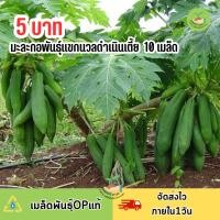 ราคา ราคาถูกที่สุด เมล็ดมะละกอแขกนวลดำเนินเตี้ย 10 เมล็ด (25939317363)
