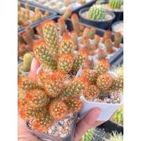 ราคา Mammillaria elongata แมมนิ้วทอง นิ้วสีส้มเข้มปรี๊ด สีสวยหายาก (23655244528)