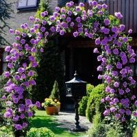 ราคา 20 เมล็ด กุหลาบ อังกฤษ พันธุ์เลื้อย สีม่วง กุหลาบ Rose seeds (8175637199)
