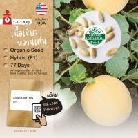 ราคา เมล็ดผลไม้นำเข้า เมล่อน Arava Melon (Organic F1) Non-GMO ทนทานต่อโรคราแป้ง เมล็ดพันธุ์ลูกผสม (5223120760)