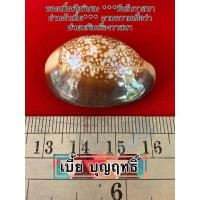 ราคา หอยเบี้ยลายเสือ ขนาดA(ยาว3.5ซ.ม.)ชนิดคัดพิเศษฟัน 32ซี่ มีเส้นวาสนา สวยจบครบสูตร ที่เบี้ยบุญฤทธิ์ (24247316715)