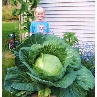 ราคา เมล็ดพันธุ์ กะหล่ำปลียักษ์ (Giant Russian Cabbage Seed) บรรจุ 50 เมล็ด คุณภาพดี ราคาถูก ของแท้ 100% (52506726784)