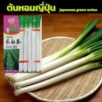 ราคา [1200+ เมล็ด] เมล็ดต้นหอมญี่ปุ่น เมล็ดพันธุ์ ต้นหอมญี่ปุ่น เมล็ดต้นหอม ต้นหอมยักษ์ ญี่ปุ่น Japanese Green Onion (9274610726)
