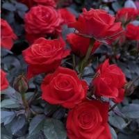 ราคา 100 เมล็ด เมล็ดพันธุ์ กุหลาบเลื้อย กุหลาบ สีแดง Red Rose Seeds for Planting ดอกไม้ เมล็ดพันธุ์ ปลูกง่าย (40074557607)