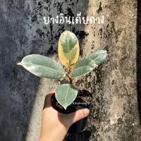 ราคา ยางอินเดียด่างยางดำอินเดีย (10948824116)