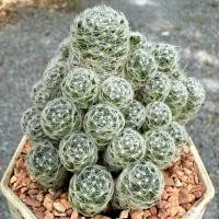 ราคา แมมดูไว Mammillaria duwei หนามตะขออ่อน กระบองเพชร ไม้อวบน้ำ ไม้ประดับ กระถาง4นิ้ว (ส่งทั้งกระถาง) (27837753941)