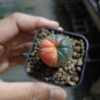 ราคา Astrophytum Asterias Variegated แอสโตรด่าง (25461232045)