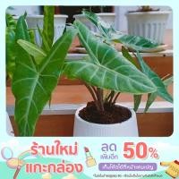 ราคา ต้นพญาจงอาง ขุดสดขั้นต่ำ3ต้น (15834796243)