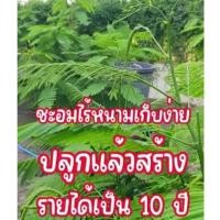 ราคา ต้นชะอมไร้หนาม ขนาด30-40ซม. พร้อมเก็บยอด โตเร็ว เก็บเกี่ยวง่าย (40623620574)