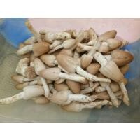 ราคา ก้อนเชื้อเห็ดโคนน้อย (20934730426)