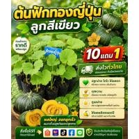 ราคา ต้นฟักทองญี่ปุ่นลูกสีเขียว ผักสวนครัว ผลไม้ ดิน ปุ๋ย กระถาง แตงกวา บักอึ ตำลึง ต้นไม้เลื้อยทำซุ้ม เพาะเมล็ด ต้นกล้า (46510560204)