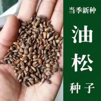 ราคา เมล็ดสนน้ํามัน เมล็ดสนหัวซาน เมล็ดสนสีขาวเมื่อหยิบใหม่เมล็ดสนชั้นหนึ่งเมล็ดไม้ป่า892260205 (56957949407)