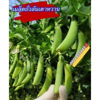 ราคา เมล็ดถั่วลันเตาหวาน บรรจุ 70-100เมล็ด เมล็ดพันธุ์ ถั่วหวาน, ถั่วลันเตา)คุณภาพดี ของแท้ 100% (12874435846)