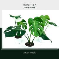 ราคา มอนสเตอร่า Monsteraไจแอนท์ ไม้ฟอกอากาศ สูง 30-40 ซม. กระถาง 6 (22617683723)