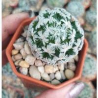 ราคา แมมมิลาเรีย ดูไว mammillaria duwei (8347197132)