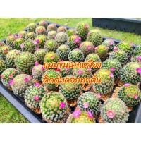 ราคา ต้นแคคตัส Mammillaria schiedeana แมมขนนกเหลือง (20214576522)
