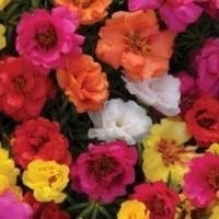 ราคา เมล็ดพันธุ์ แพรเซี่ยงไฮ้ กุหลาบ เซี่ยงไฮ้ คละสี Moss Rose Seeds ดอกใหญ่ 100 เมล็ด (13968214957)
