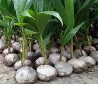 ราคา หน่อมะพร้าว ต้นมะพร้าว สายพันธุ์ dwarf coconut ต้นมะพร้าวแกงต้นเตี้ย ชุมพร ต้นเตี้ยแท้ (4892444457)