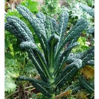 ราคา 50 เมล็ด ผักเคล ราชินีแห่งผักสีเขียว คะน้าใบหยิก เคลไดโนเสาร์ Lacinato Dinosaur Kale เมล็ดผัก (41330168900)