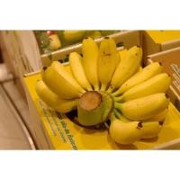 ราคา หน่อกล้วยไข่เกษตรศาสตร์ 2 กล้วยไข่พันธุ์ใหม่ กล้วยแปลก กล้วยสะสม กล้วยน่าปลูก (27315866346)
