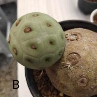 ราคา หน่อไข่มังกร ไข่ไดโนเสาร์ แคคตัส (Tephrocactus Geometricus) (9560631747)