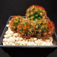 ราคา คามิเน่แดง Mammillaria carmenae (5051548135)