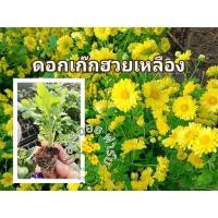ราคา ต้นกล้าดอกเก๊กฮวยเหลืองต้นละ 6฿ต้นกล้าพร้อมลงปลูก ชุดละ 10 ต้น (41305594545)
