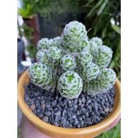 ราคา แมมดูไวไร้หนาม Mammillaria duwei (12156914134)