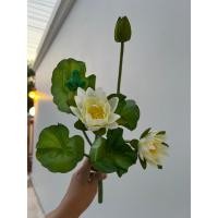 ราคา ดอกบัว บัววิกตอเรีย Victoria waterlily ดอกบัวผ้าญี่ปุ่นสวยๆๆ ขนาดดอก8 ซม.ก้าน 40ซม.บัวบูชา ไหว้พระ ทนแดด ทนฝน (29800447535)