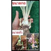 ราคา ซ่อนกลิ่น ซ่อนกลิ่นสีชมพูดอกชั้นเดียว2ขนาดให้เลือก(หัวและกอ) ออกดอกทั้งปีปลูกได้ทุกภาค เหง้า หน่อซ่อนกลิ่น ต้น (6464181888)