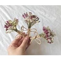 ราคา ช่อจิ๋วสุ่ยคละสี ,ช่อจิ๋วยิปซี (7525769244)