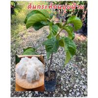 ราคา ต้นกระท้อนปุยฝ้าย ติดตา โตเร็วให้ผลเร็ว ต้นแข็งแรง ขนาดต้น 60 ซม. (25609320588)