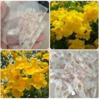 ราคา ทองอุไร เมล็ดพันธุ์ต้นทองอุไร เมล็ดพันธุ์ผัก เมล็ดพันธุ์ดอกไม้ (5182809154)