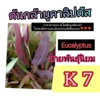 ราคา ต้นกล้ายูคาลิปตัส 14-16 ซ .ม 40 ต้น 159 บาท (47059867806)