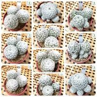 ราคา แมมลูกกอล์ฟ กระบองเพชร Mammillaria humboldtii กระถาง 3 นิ้ว (19581000678)