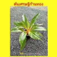 ราคา ต้นเศรษฐีก้านทอง ไม้มงคล (12640261818)