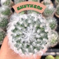 ราคา กระบองเพชร แคคตัส แมมขนแกะ ไซต์แม่พันธุ์ ในกระถาง 3 นิ้ว จัดส่งทั้งกระถาง (25856585344)